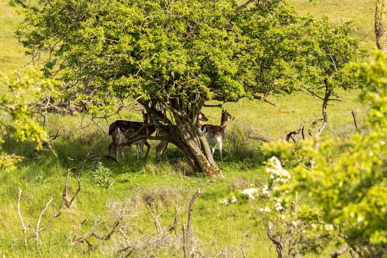 Deer at biesbosch national park in holland photo