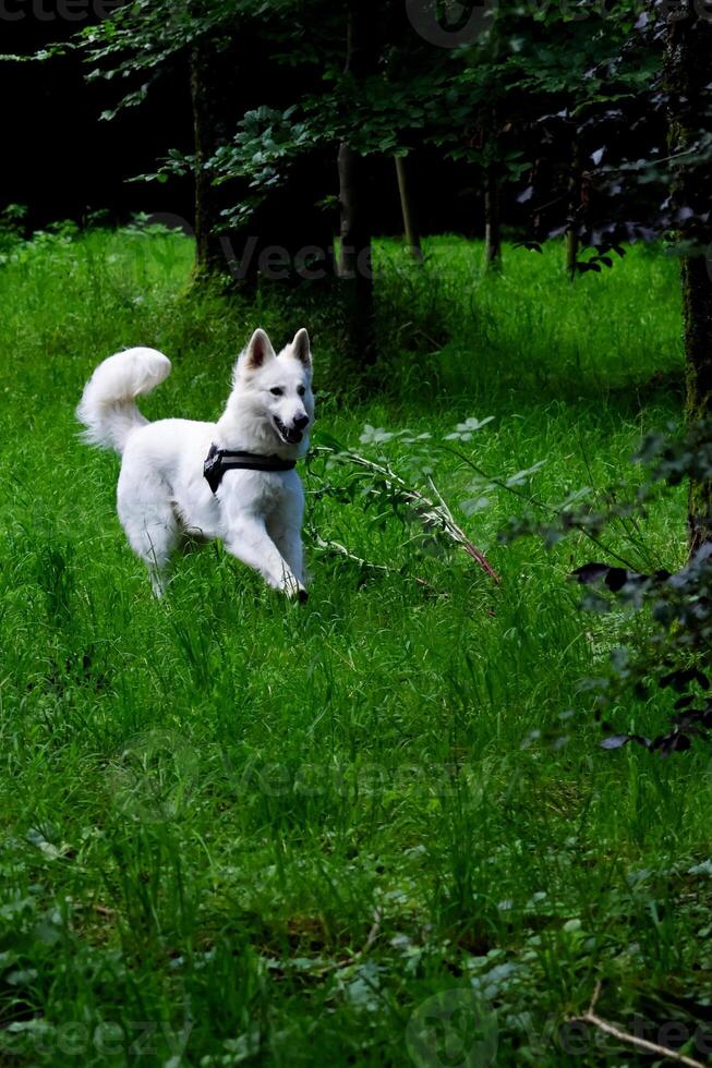 swiss shepard playing in a park photo