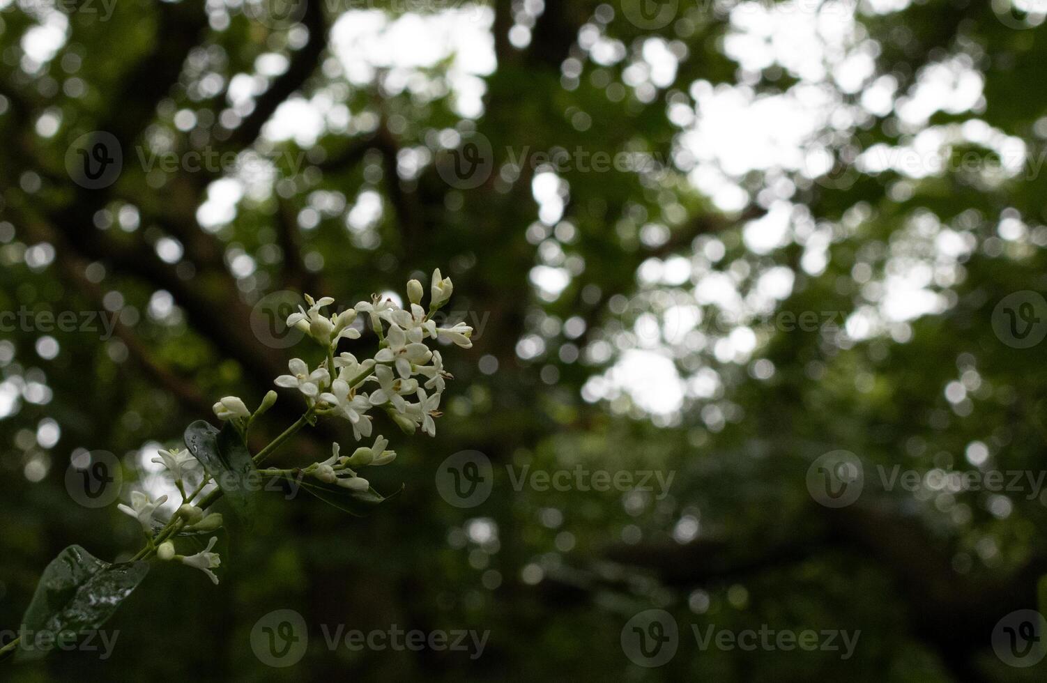 Flower with a blurry background photo