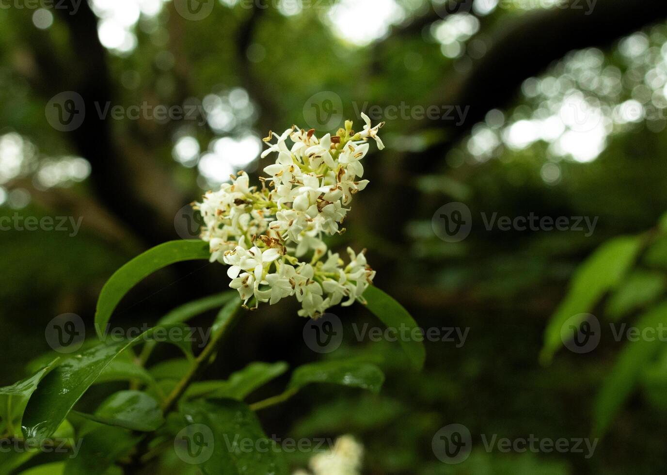 Flower with a blurry background photo