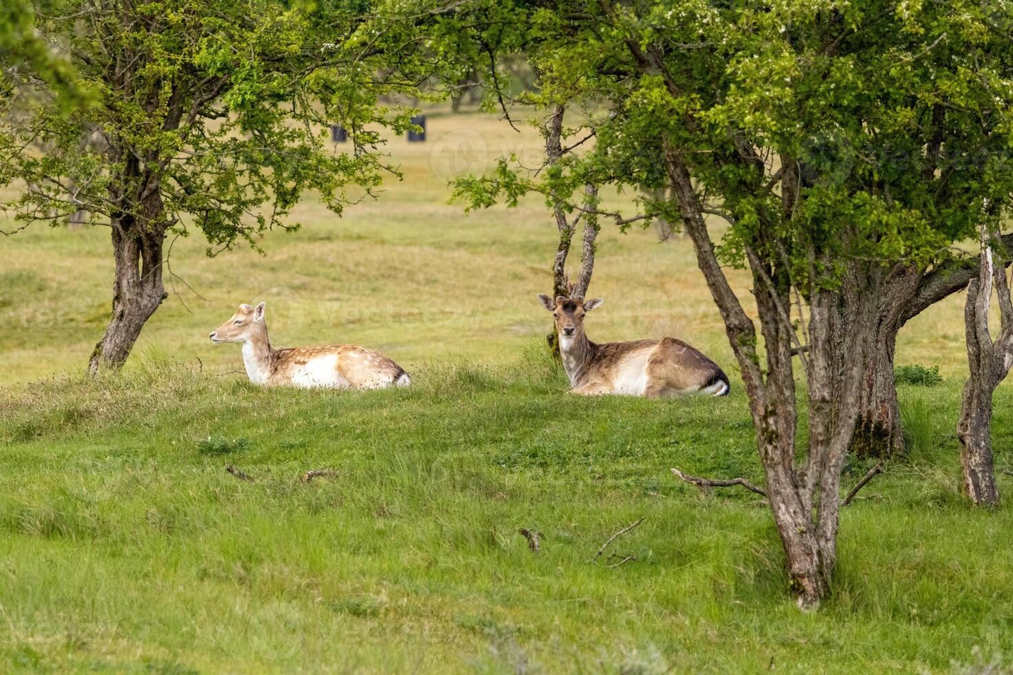 Deer at biesbosch national park in holland photo