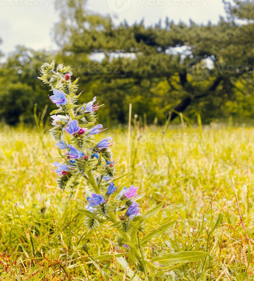 Flower with a blurry background photo
