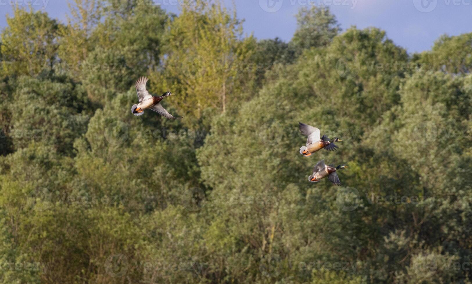 Ducks flying in the sky photo