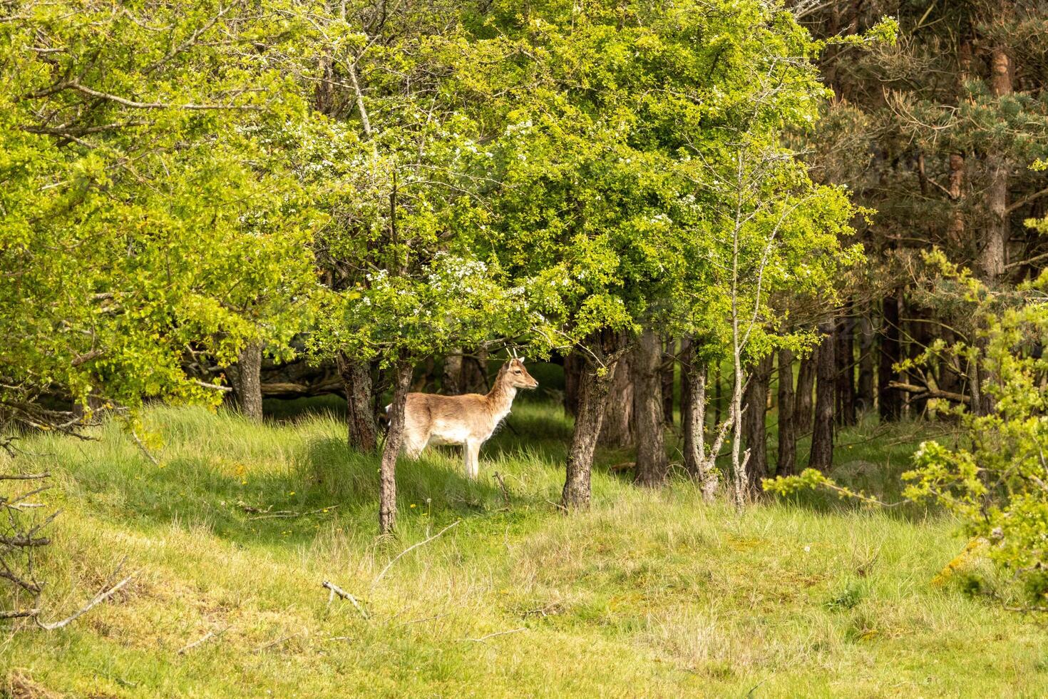 Deer at biesbosch national park in holland photo