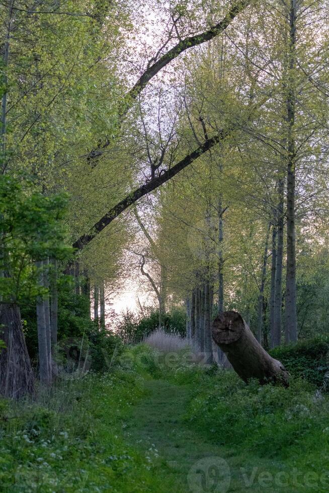 part of the forest at biesbosch national park photo