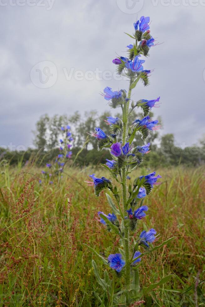 Flower with a blurry background photo