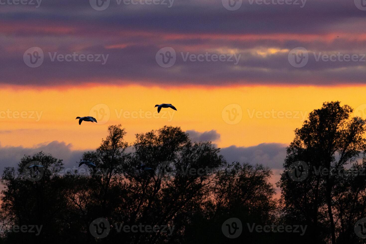 beautiful red evening sky at biesbosch national park photo