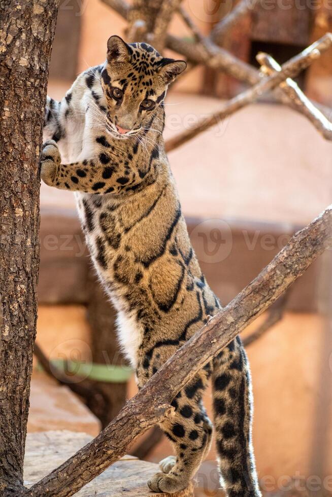 A clouded Formosan clouded leopard gracefully climbing a tree branch at the zoo, showcasing its natural agility and beauty in its habitat photo