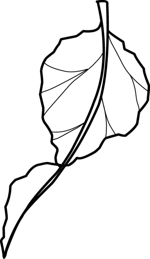 Detailed leaf illustration on white background, doodle illustration, leaves, foliage vector