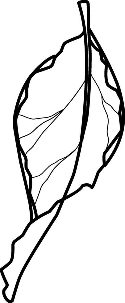 Detailed leaf illustration on white background, doodle illustration, leaves, foliage vector
