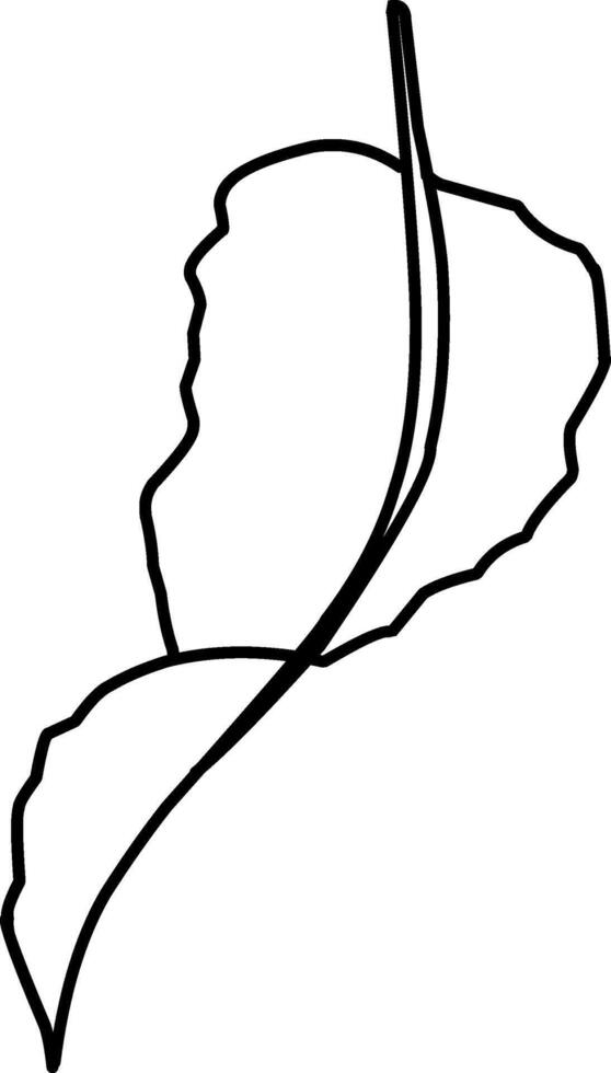 Detailed leaf illustration on white background, doodle illustration, leaves, foliage vector