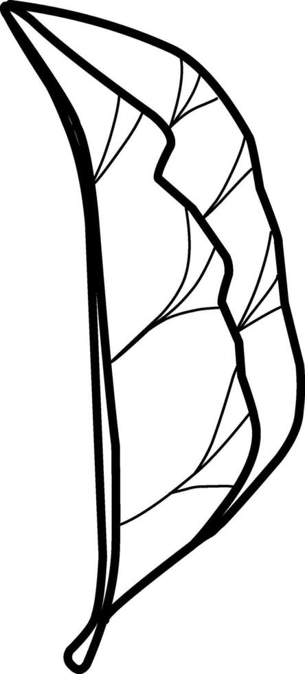 Detailed leaf illustration on white background, doodle illustration, leaves, foliage vector