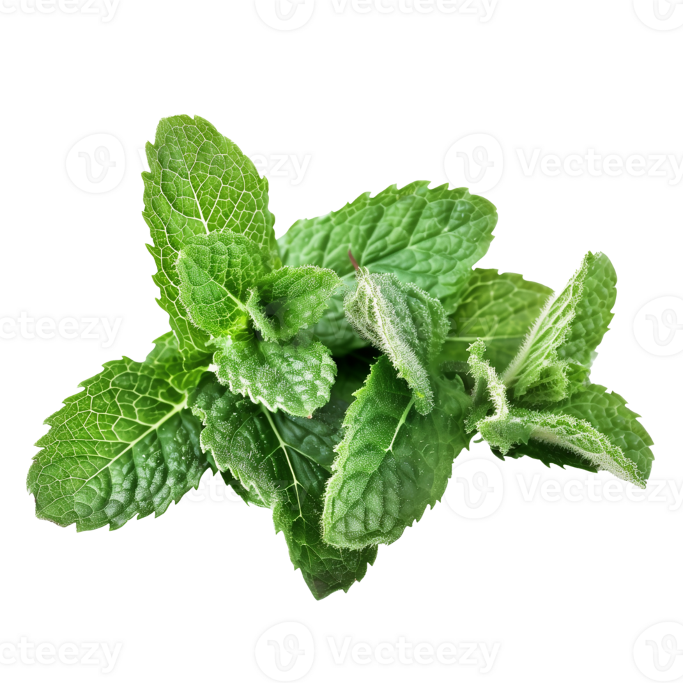 Mint Leaf Isolated on Transparent Background png