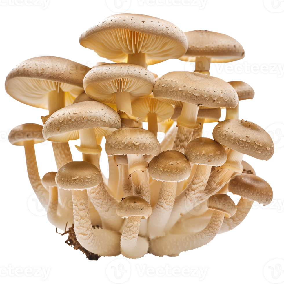 Mushroom Isolated on Transparent Background png