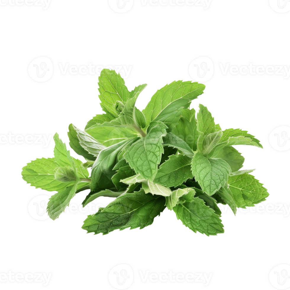 Mint Leaf Isolated on Transparent Background png