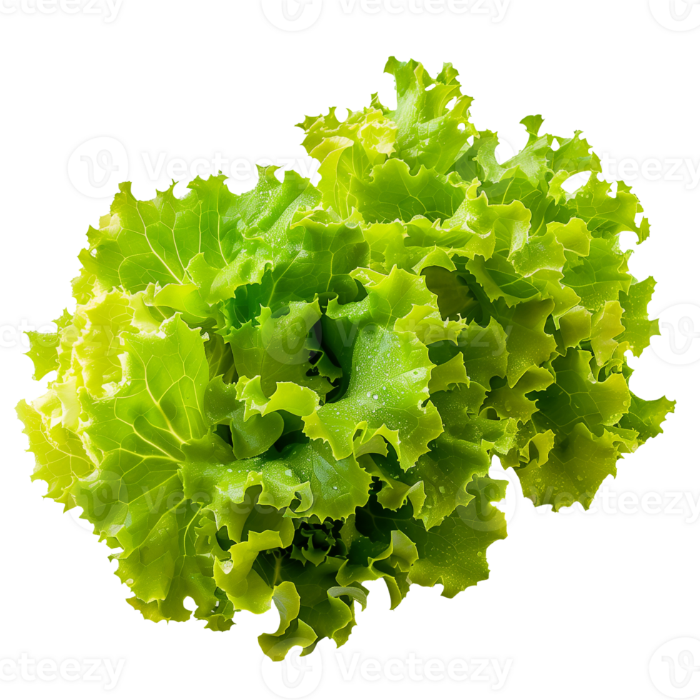 Lettuce Isolated on Transparent Background png