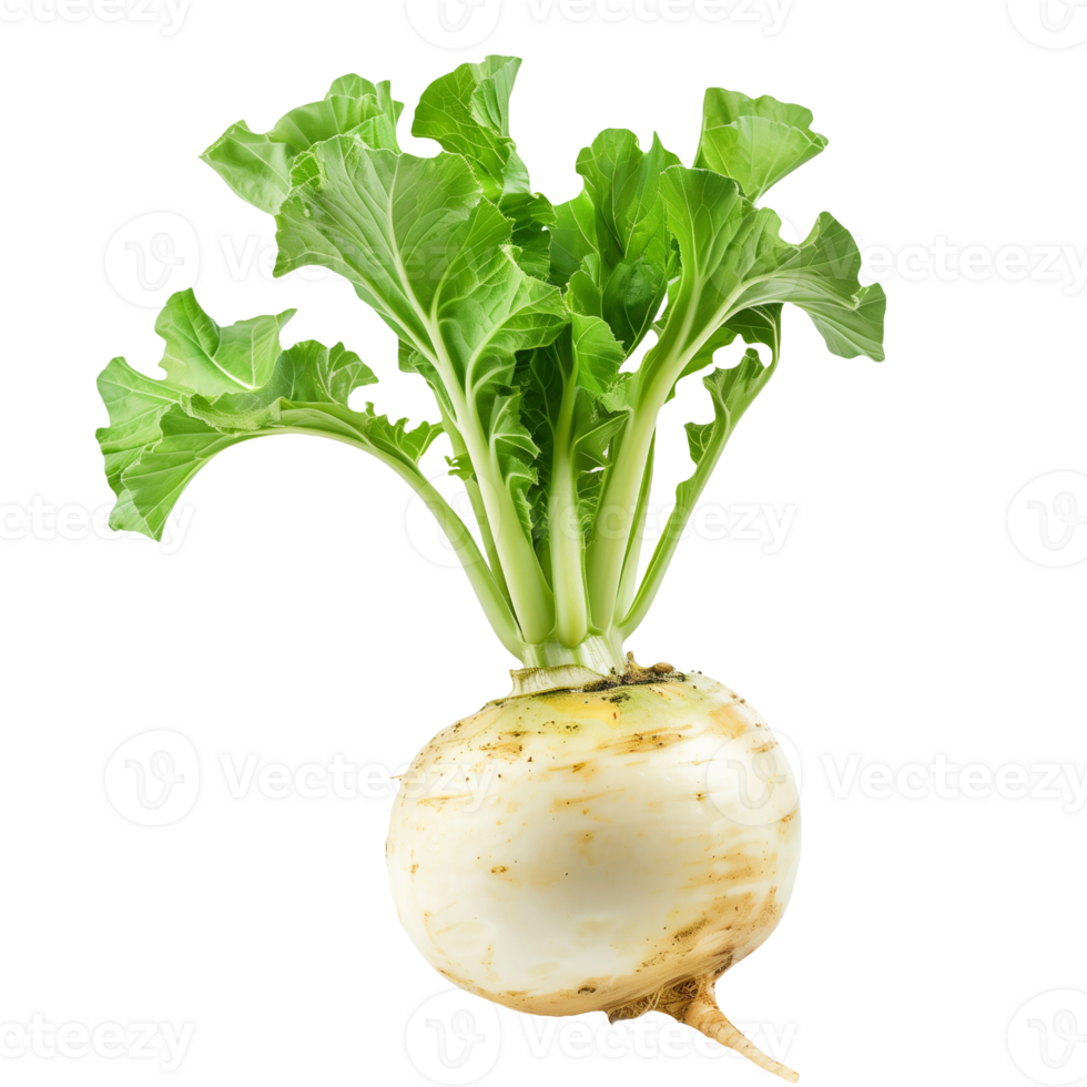 Turnip Ladys Finger Isolated on Transparent Background png