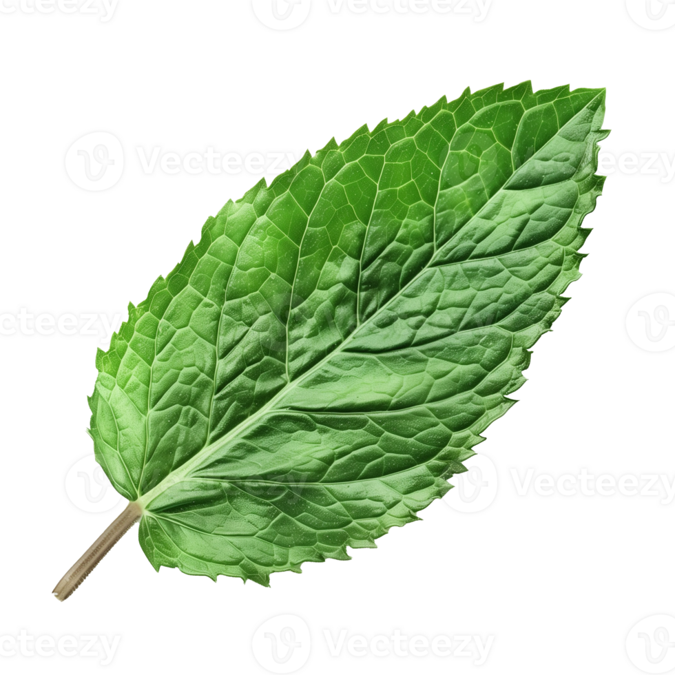 Mint Leaf Isolated on Transparent Background png