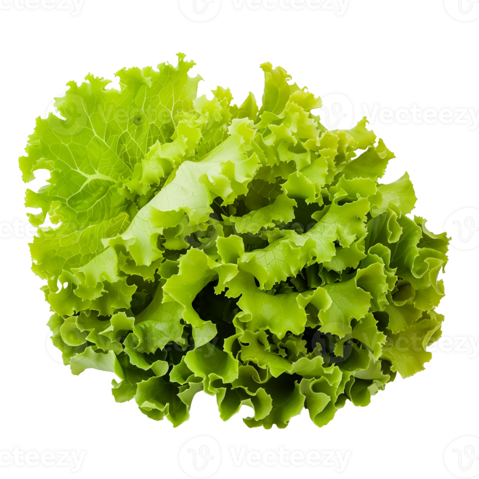 Lettuce Isolated on Transparent Background png