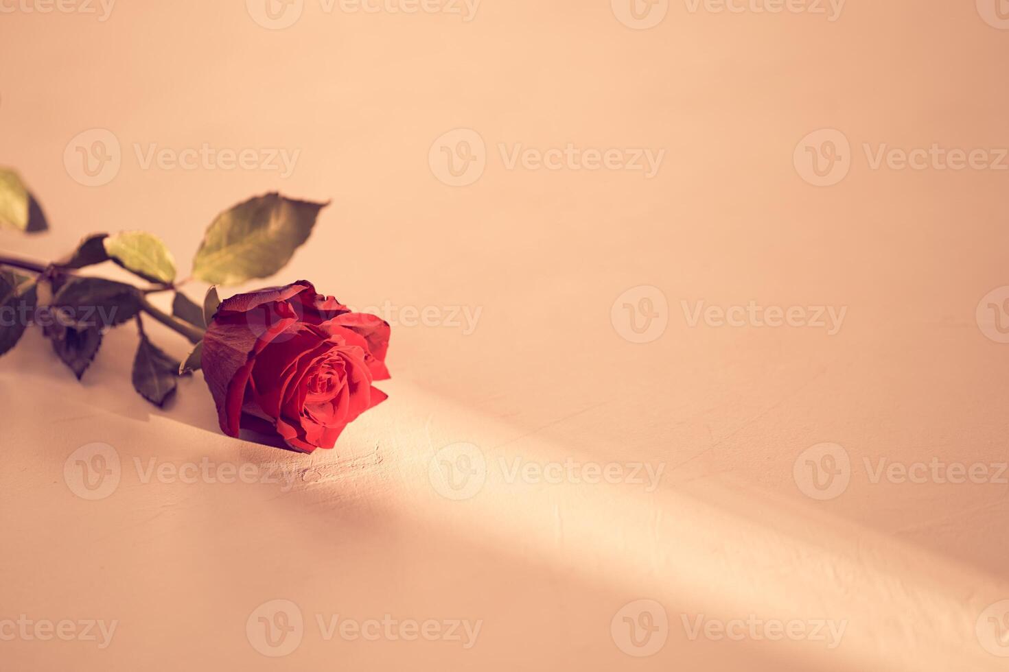 Beautiful red rose on a peach fuzz background on a narrow beam of sunlight. Backdrop with copy space, empty, isolated on peach. Template, mock up for your design, text, card, product, presentation photo