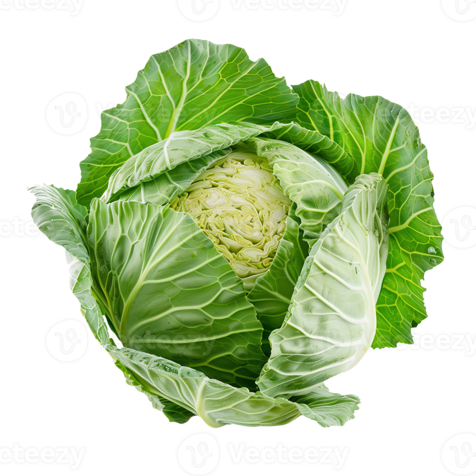 Cabbage Isolated on Transparent Background png