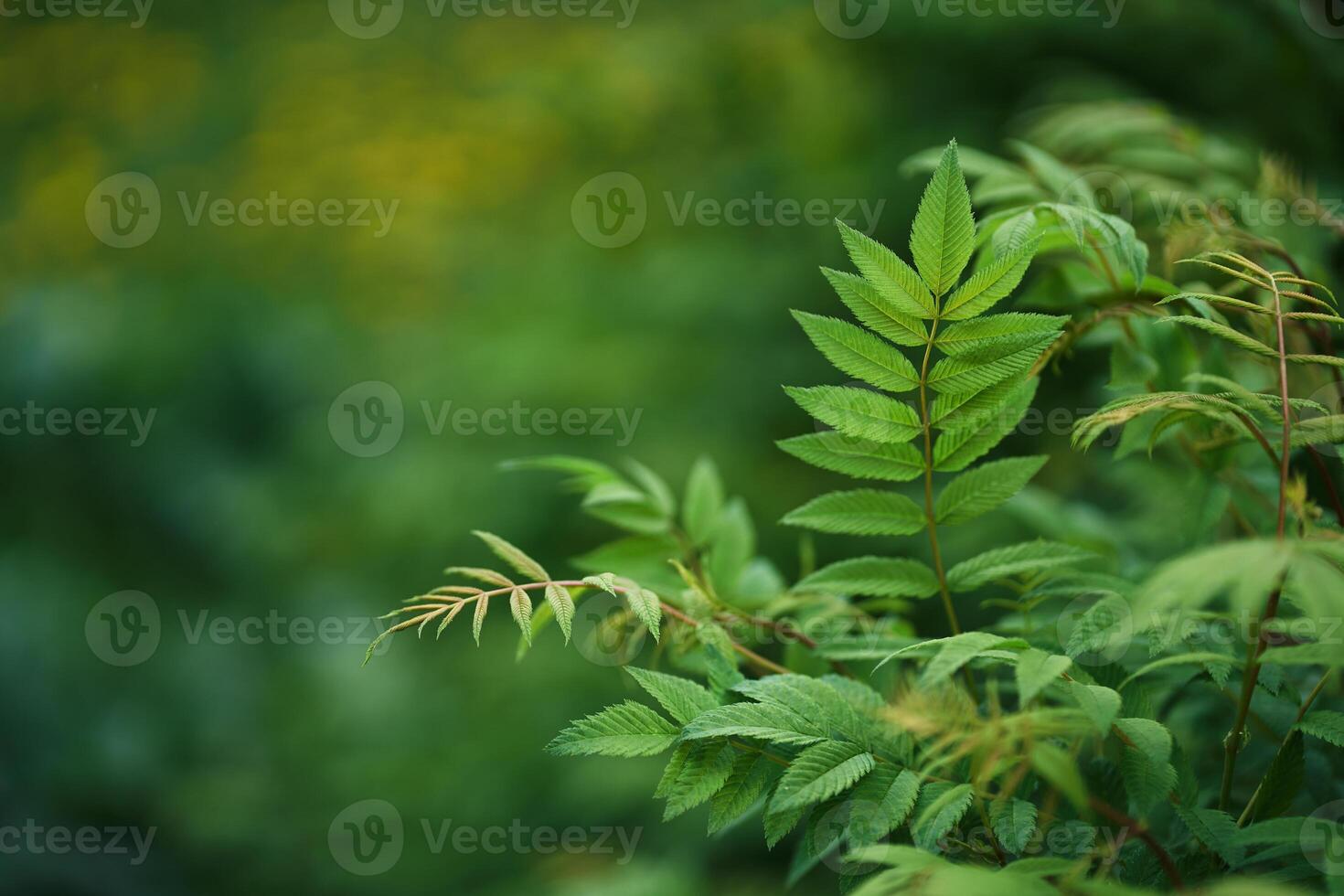 Sorbaria sorbifolia, the leaves of shrub. Green background, the plant in the nature with copy space. photo