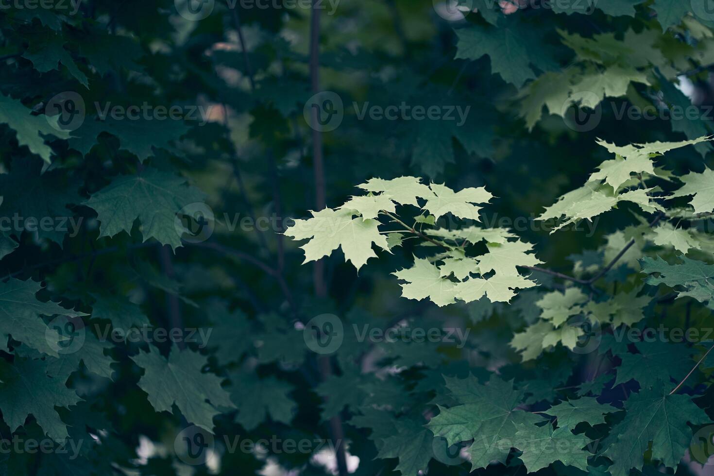 Green Maple tree leaves with copy space. Natural background. photo