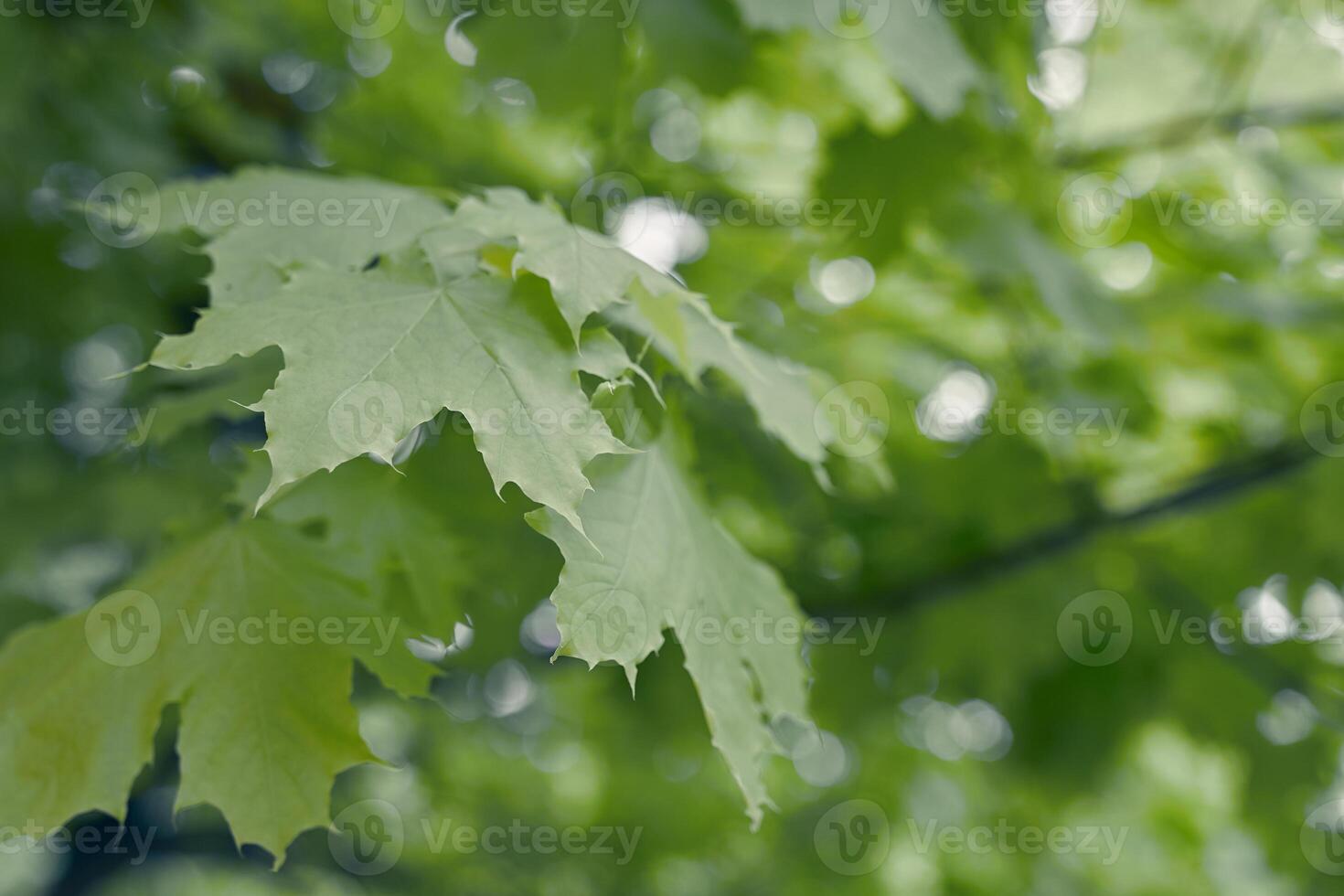 Close up of green Maple tree leaves with copy space. Natural background. photo