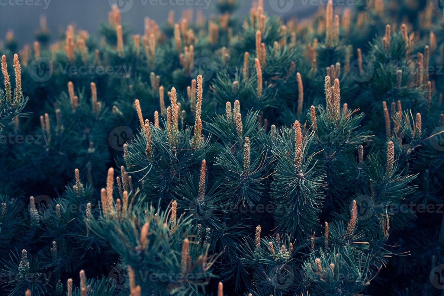 Mountain pine Pumilio close-up. Pine blossom. Background with green pine. Topographical design with selective focus and a space to copy. photo