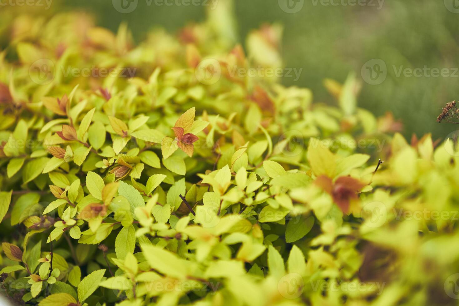 Small leaves of Japanese spirea shrub on a blurry background. An ornamental plant in the garden, against a background of small green leaves. Organic natural background. photo