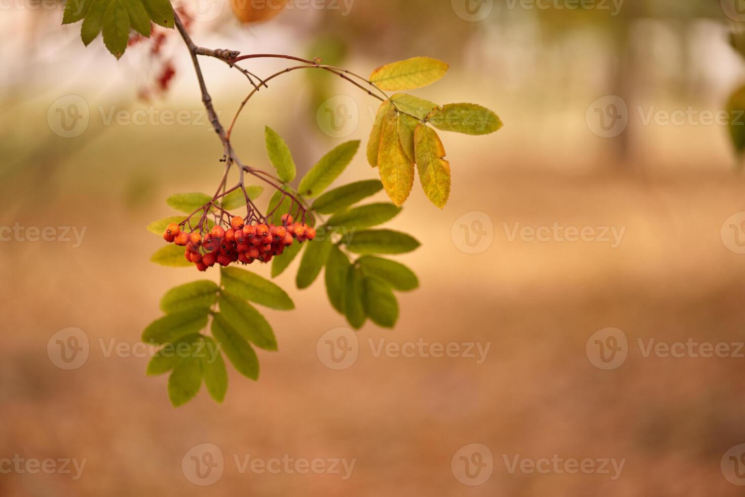 Selective focus on red mountain ash berries growing on the branches of a tree with green leaves against a defocused forest background. Colors of autumn nature with space to copy photo