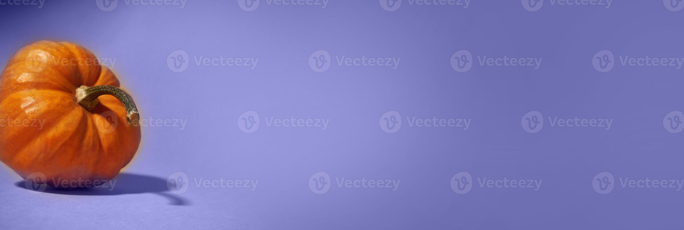 The banner is lilac in color. Close-up of a whole ripe orange pumpkin on a lilac background. The shadow of a pumpkin on the surface. With a space to copy photo