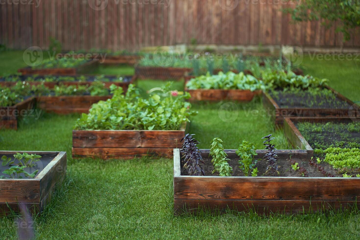 Growing juicy, fragrant, vitamin basil and a variety of greenery in the garden. Sweet basil growing on rich garden soil. A water sprinkler system is installed in the garden. photo