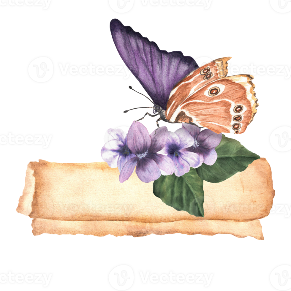 An old yellowed paper scroll with violets and an exotic butterfly sitting on it. Vintage parchment with pansies. Hand-drawn watercolor vintage illustration png