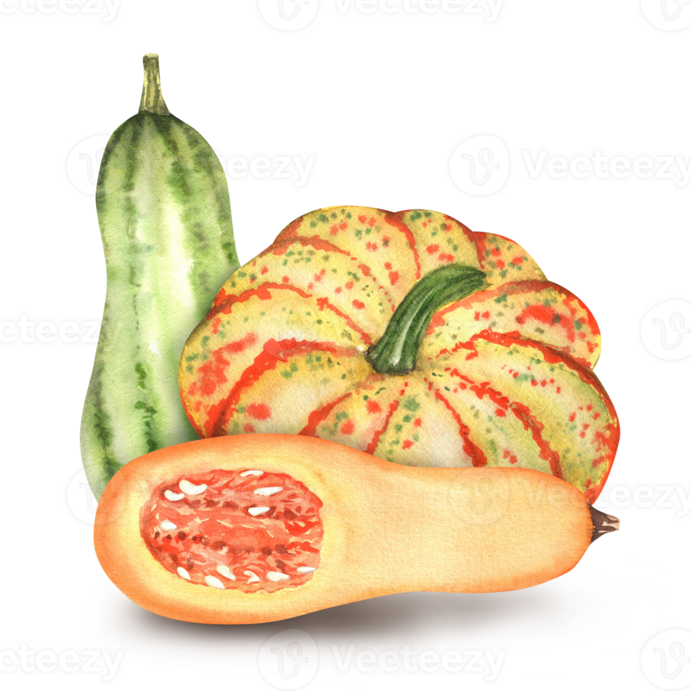 An orange and green pumpkin, a squash and a half of butternut squash. Harvest clipart. Hand-drawn watercolor png