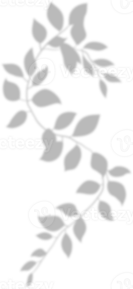 Realistic gray shadow of leaf overlay strands isolated on a transparent background. natural leaves shadow and summer design elements, top view, flat lay png