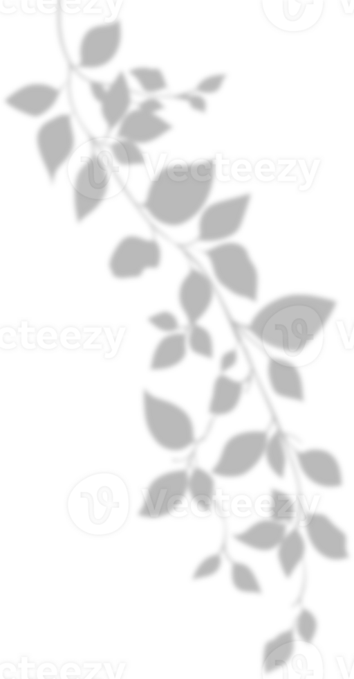 Realistic gray shadow of leaf overlay strands isolated on a transparent background. natural leaves shadow and summer design elements, top view, flat lay png