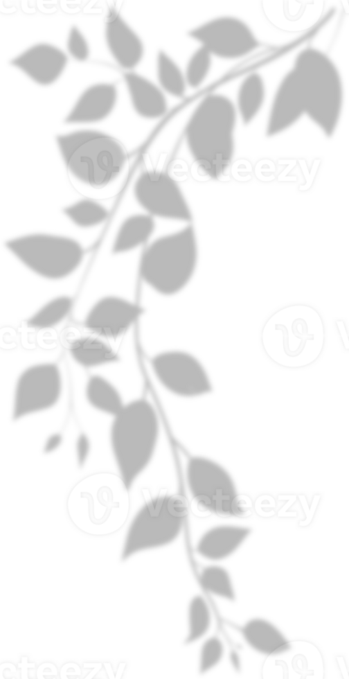 Realistic gray shadow of leaf overlay strands isolated on a transparent background. natural leaves shadow and summer design elements, top view, flat lay png