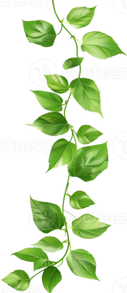 Natural of Tropical green leaves of leaf isolated on transparent background, varies different of plant botanical. png