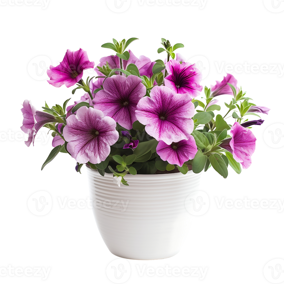 fresh Petunias on white pot isolated on a transparent background png