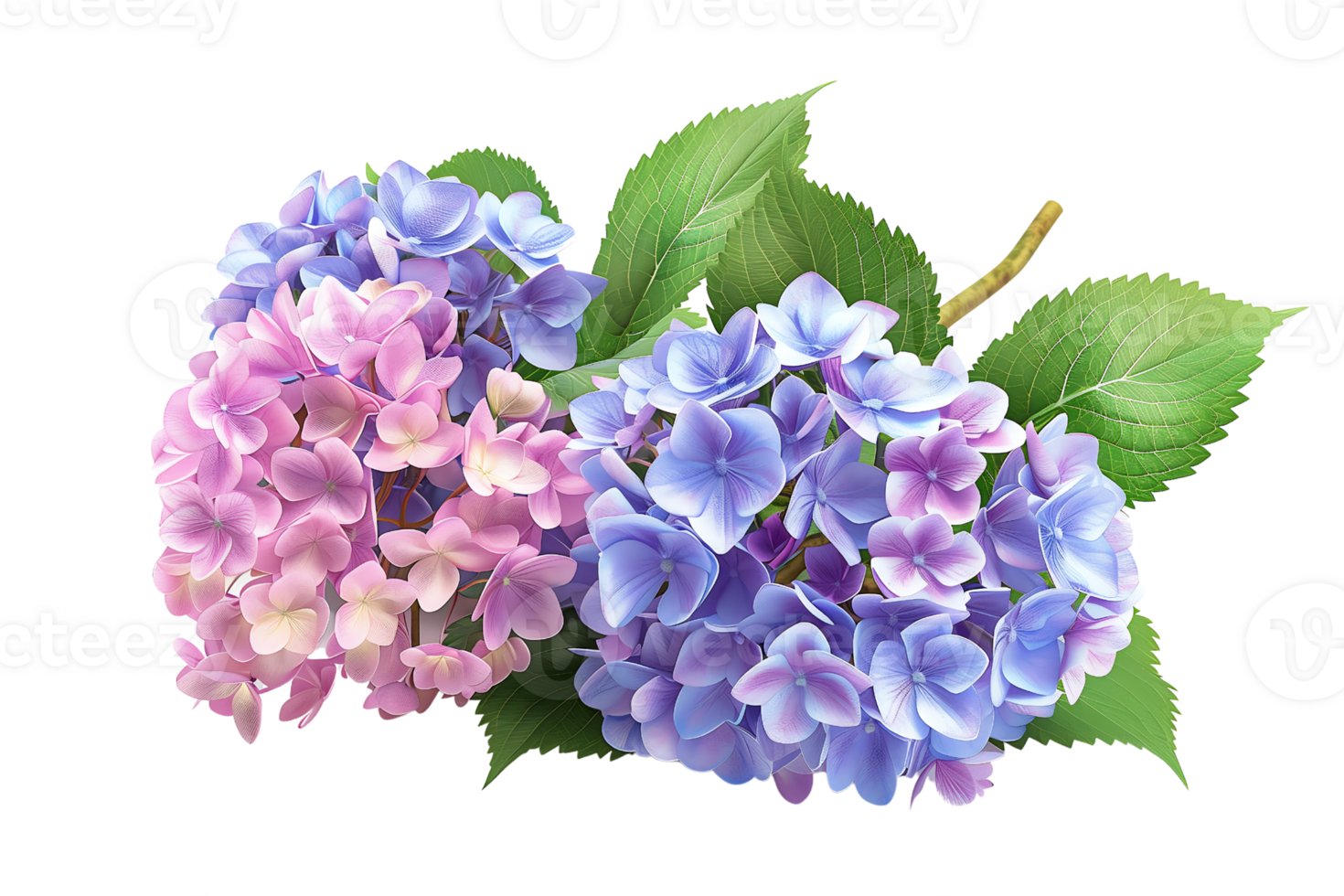 beautiful hydrangea with clusters of multi-colored blooms on transparent background png