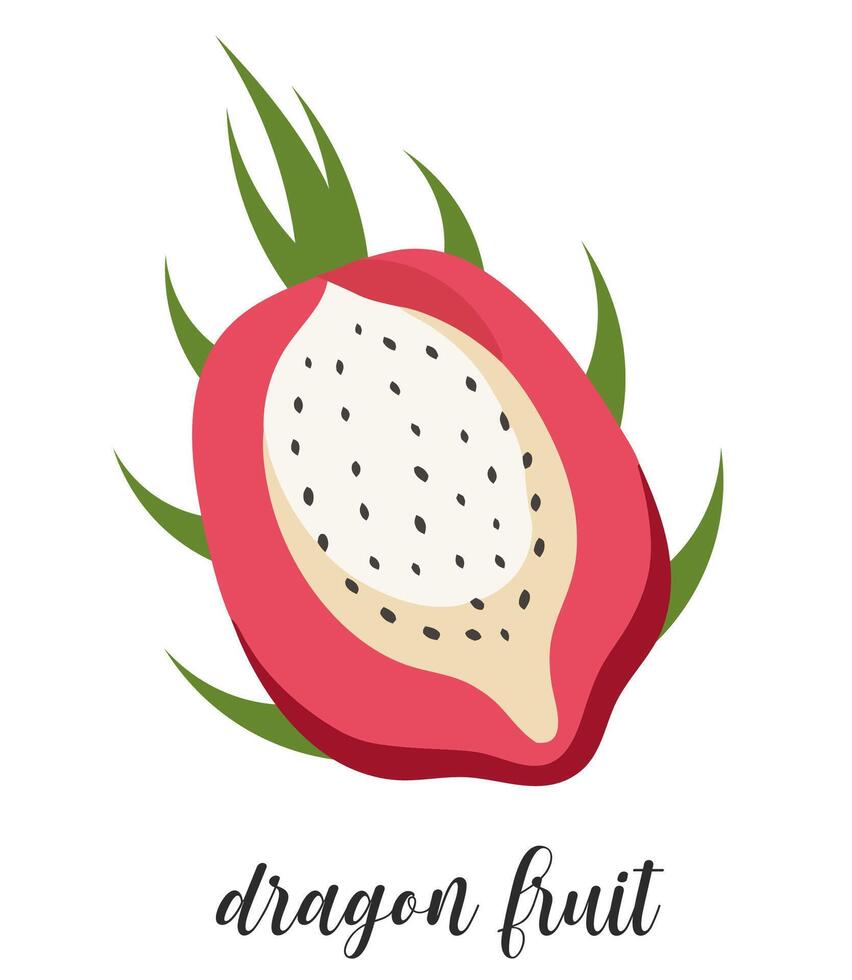 Illustration of dragon fruit, isolated on white background. Summer tropical fruit. vector