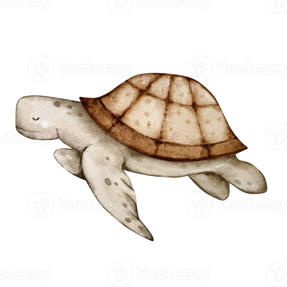 Turtle watercolor painting, nursery png