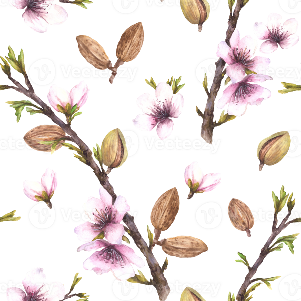 Almond tree branch with nuts, leaves and flowers. Botanical spring seamless pattern. Watercolor illustration hand drawn. Floral Clipart for wallpaper, packaging, cosmetic label on isolated background png