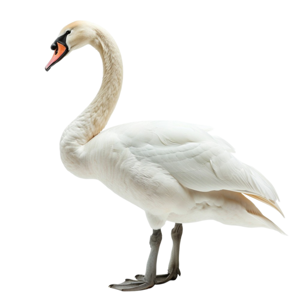 Mute Swans A Guide to Their Habitat, Diet, and Social Structure png