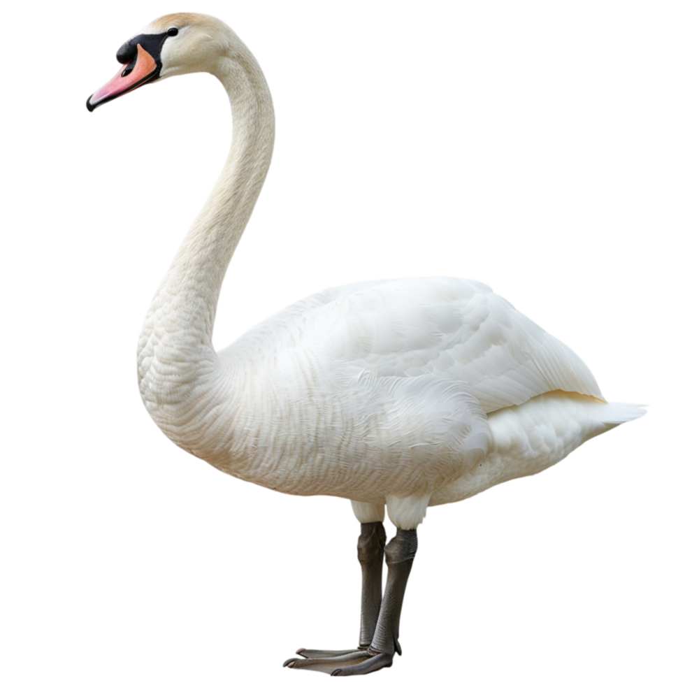 Conservation and Care Protecting the Mute Swan Population png