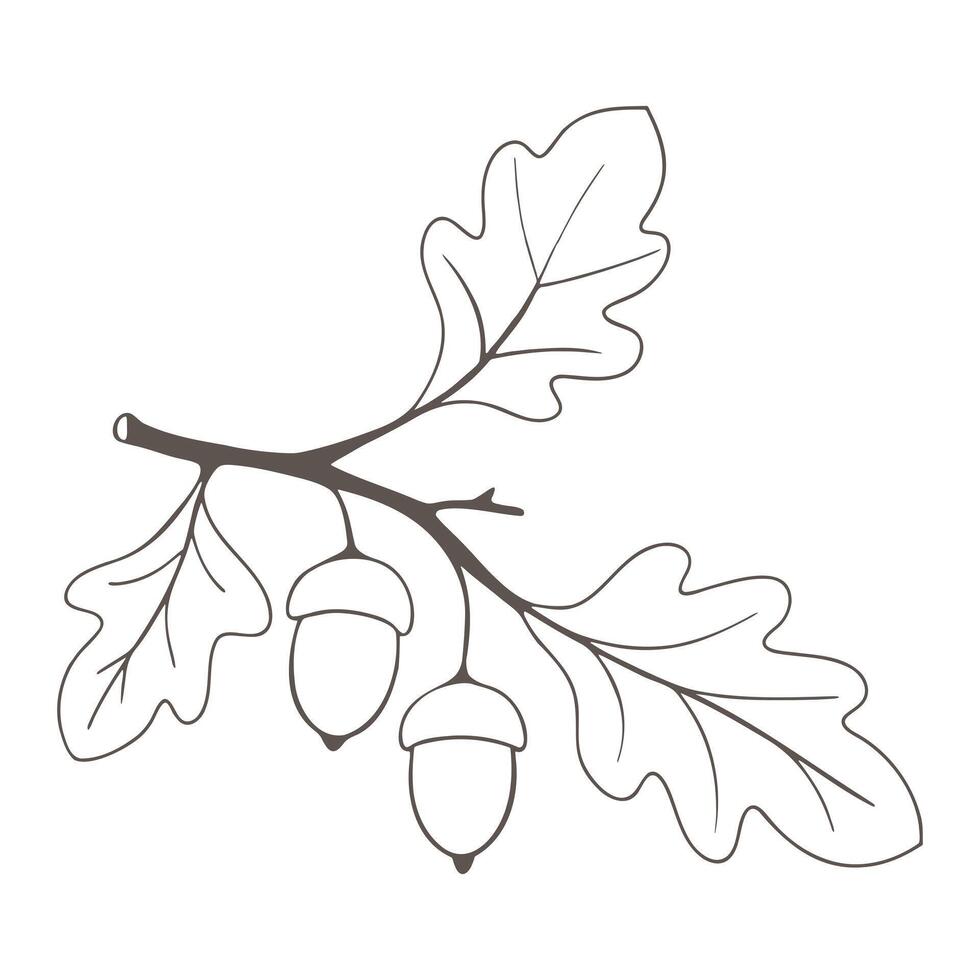 Oak branch with leaves and acorns contour drawing. vector