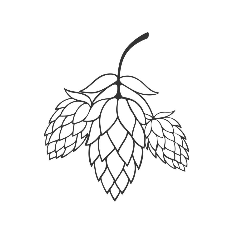 Hop plant with cones and leaves, doodle stylized contour drawing, logo icon element design. vector