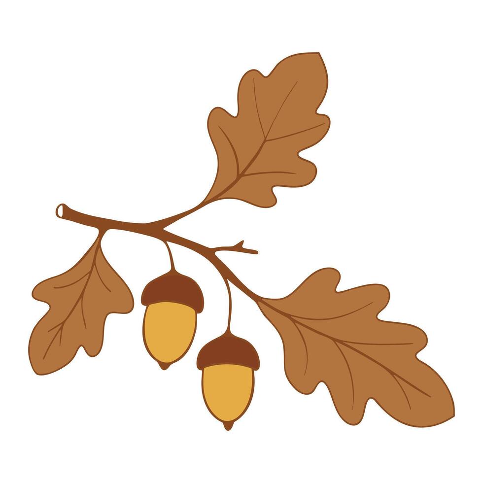 Oak branch with leaves and acorns, brown colors drawing. Isolated on white background. vector