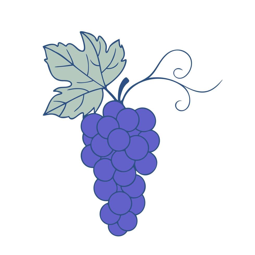 Grapes contour drawing with blue berries and leaves on white background. vector